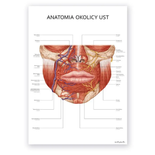 Anatomia okolicy ust – szczegółowy schemat mięśni, nerwów i naczyń krwionośnych. Idealny do nauki technik iniekcyjnych w medycynie estetycznej.