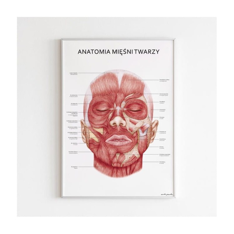 anatomia-miesni-twarzy.jpg