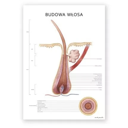 Plakat Budowa włosa